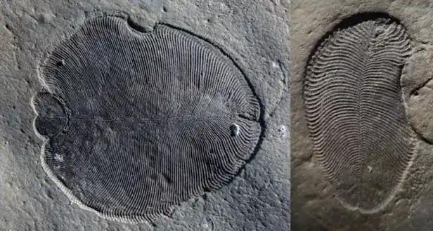 onocer el pasado a traves de geologia y la geofisisica